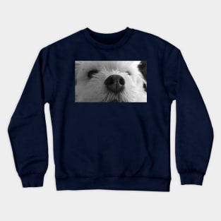 maltese, chiuahuah, white dog, puppy Crewneck Sweatshirt